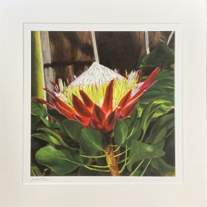 King Protea by Julie Vatcher